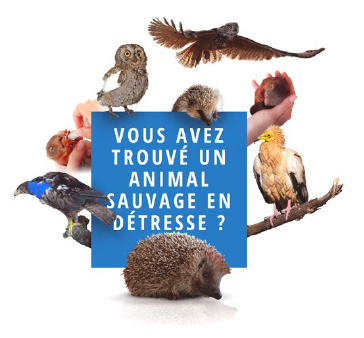 Vous avez trouvé un animal sauvage en détresse Vous avez trouvé un animal sauvage en détresse