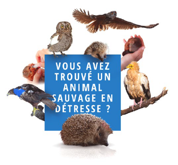 Vous avez trouvé un animal sauvage en détresse